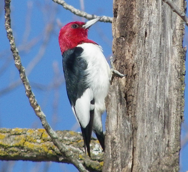 Red-headed Woodpecker 1_26_2012